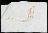 Scombroclupea Fossil Fish - Lebanon #28211-1